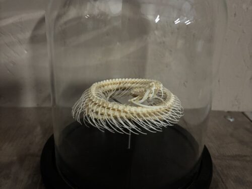 Stolp met Witlipbamboe adder skelet