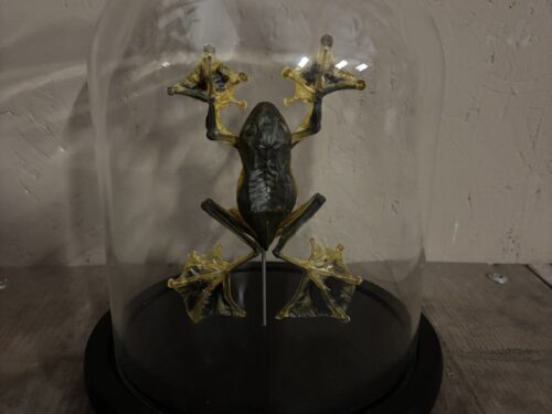 Stolp met opgezette vliegende Boomkikker