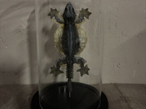 Stolp met opgezette vliegende Gekko