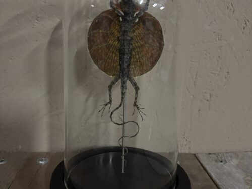 Stolp met opgezette vliegende Draak