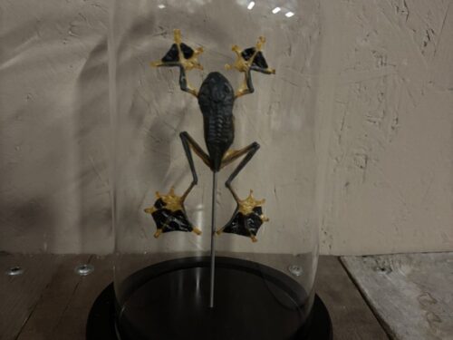 Stolp met opgezette vliegende Boomkikker