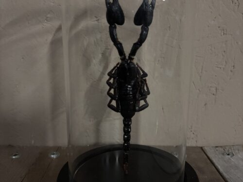 Stolp met opgezette Schorpioen