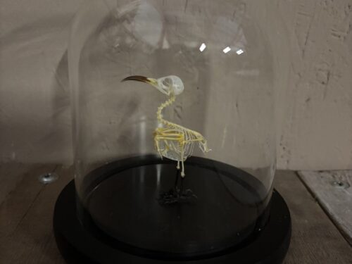 Stolpje met Blauwstaart bijeneter skelet