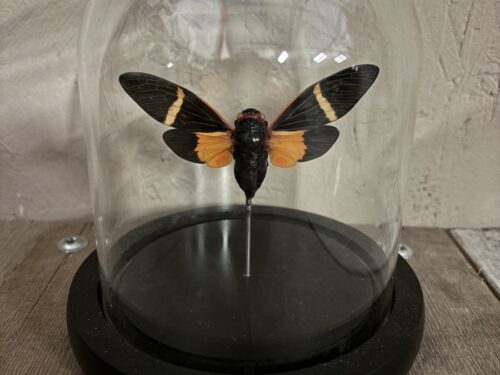 Stolpje met opgezette oranje Cicade