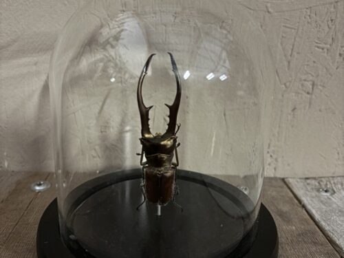 Stolpje met opgezette Hert-Kever (metallic)