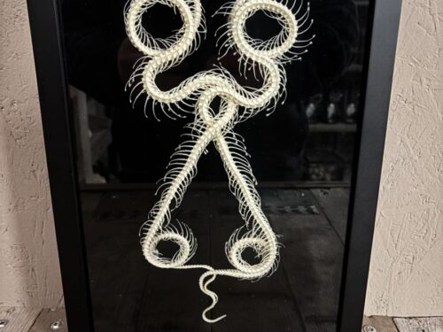 XL lijst met twee Slangen skeletten