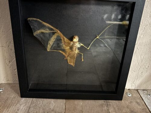 Vleermuis half opgezet/half skelet