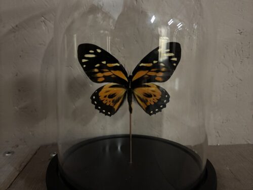 Stolp met Zagreus vlinder