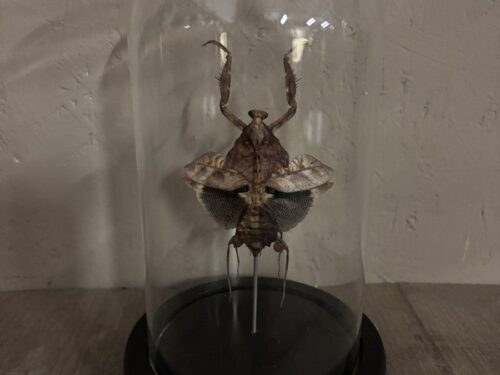 Stolp met opgezette Doodblad bidsprinkhaan