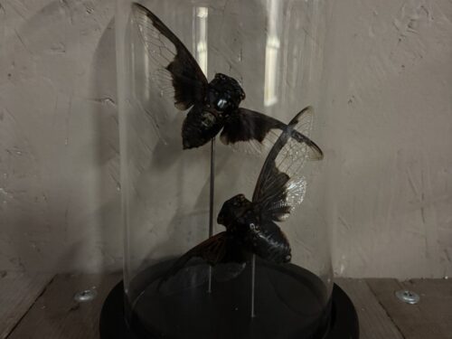 Stolp met twee opgezette Vleermuis cicaden
