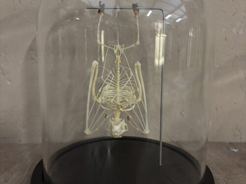 Stolp met Vleermuis skelet