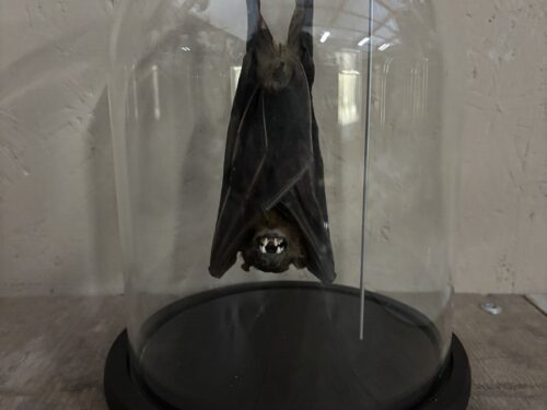 Stolp met opgezette Vleermuis