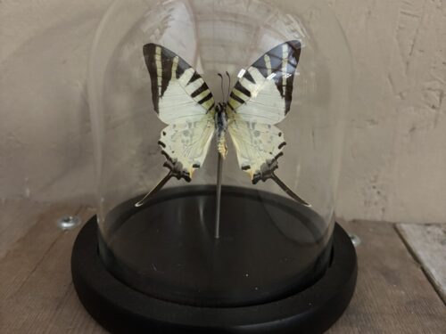 Stolpje met opgezette vlinder