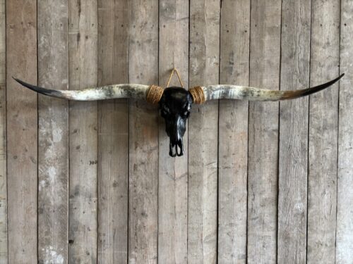 Longhorn schedel XXL