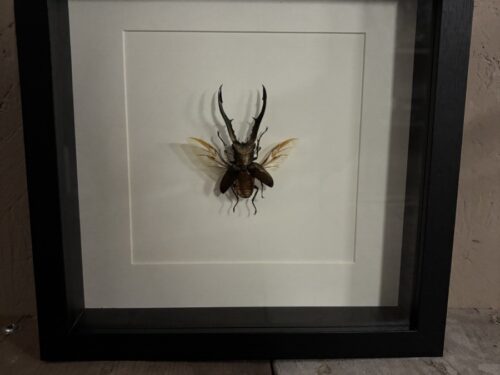 Gouden vliegend Hert