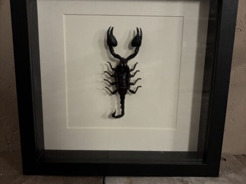 Reuzenbos Schorpioen