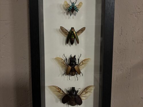 Vier kevers in lijst