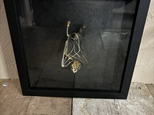 Vleermuis half opgezet/half skelet