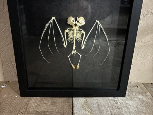 Vleermuis skelet met twee koppen