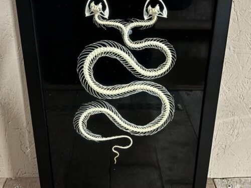 Slang met twee koppen