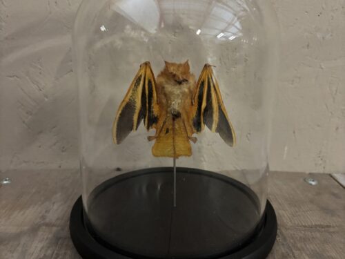 Stolp met opgezette Vleermuis (picta)