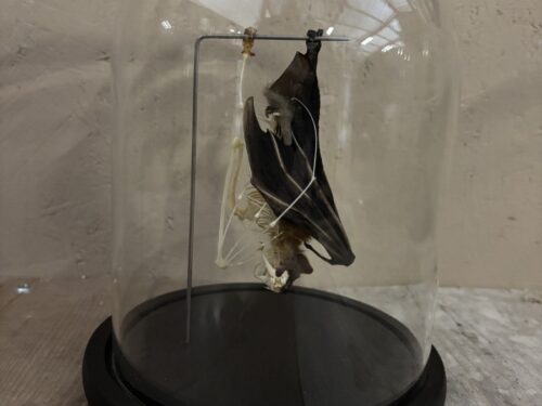 Stolp met half opgezet/half skelet Vleermuis