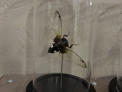 Stolp met opgezette Vleermuis cicade (batwing)