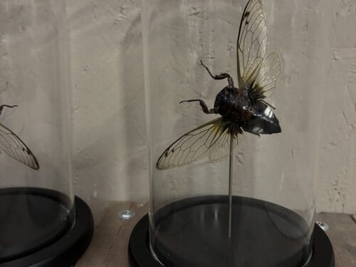 Stolp met opgezette Vleermuis cicade (Batwing)