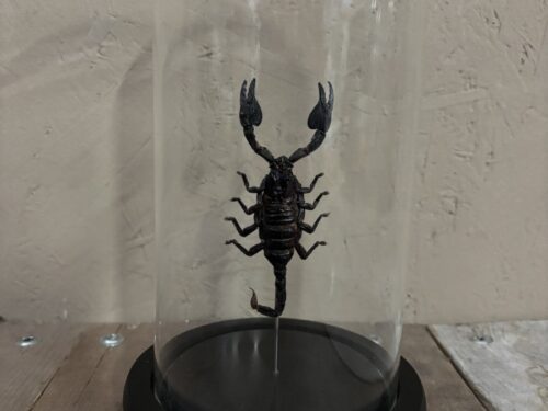 Stolp met opgezette reuzenbos Schorpioen