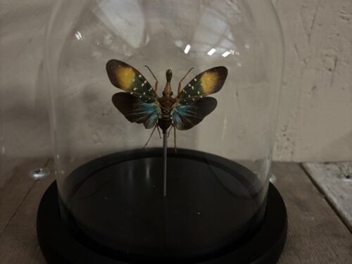 Stolpje met opgezette Lantaarnvlieg (pyrops gonjii)