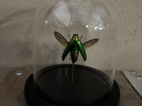 Stolpje met opgezette Prachtkever