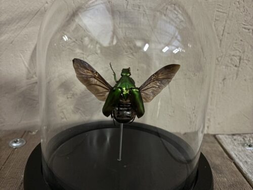 Stolpje met opgezette Kever (metallic)