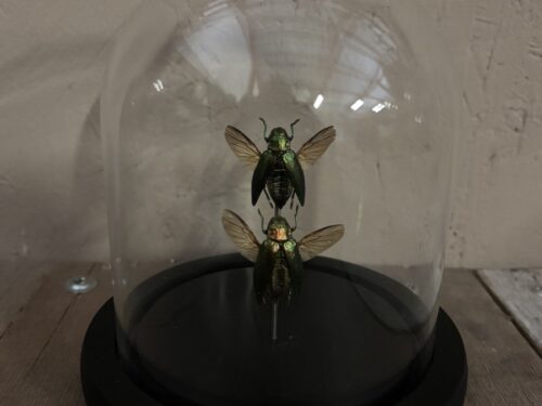 Stolpje met 2st opgezette Kevers