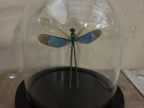 Stolpje met opgezette groene Libelle (juffer)