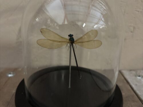 Stolpje met opgezette gele Libelle (juffer)