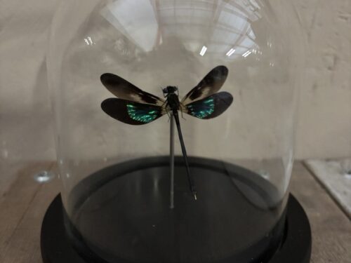 Stolpje met opgezette zwart/groene Libelle (juffer)