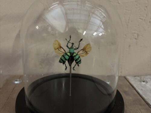 Stolpje met blauw/groene Snuitkever