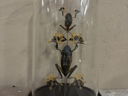 Stolp met 2st opgezette vliegende Boomkikkers (man&vrouw)