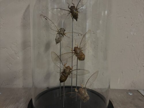 Stolp met 5st opgezette Clearwing Cicaden