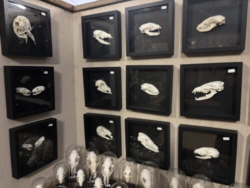 Lijsten met schedels