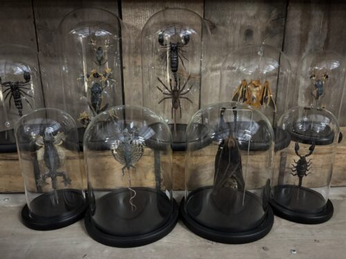 Stolpen met opgezette dieren