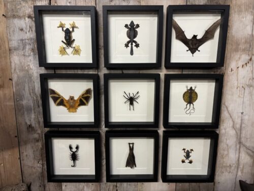 Lijsten met opgezette dieren