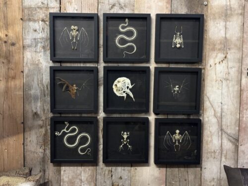 Lijsten met skeletten