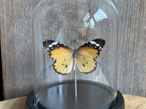 Stolpje met opgezette kleine Monarch vlinder