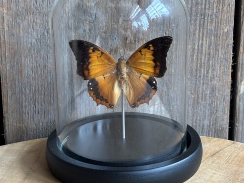 Stolpje met opgezette black bordered charaxes vlinder