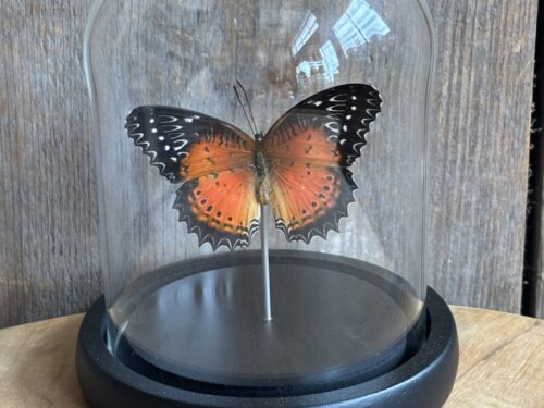 Stolpje met opgezette red Lacewing vlinder