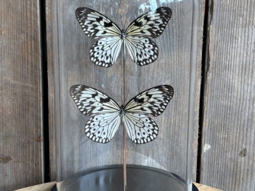 Stolp met opgezette vlinders Idea Leuconoe