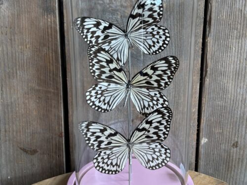 Stolp met opgezette vlinders Idea Leuconoe