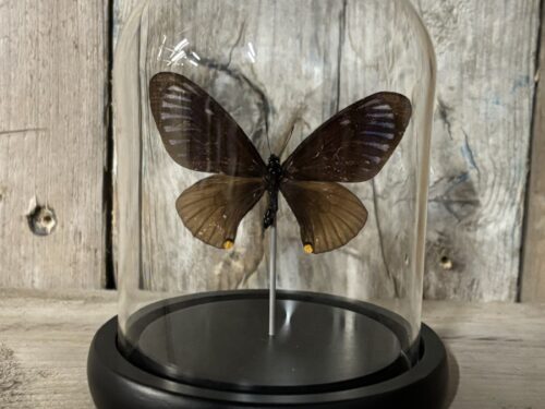 Stolpje met opgezette Blue striped Mime vlinder