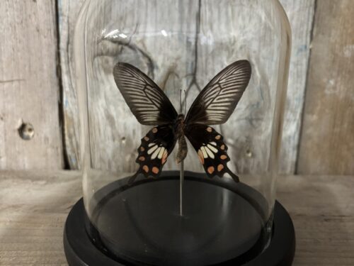 Stolpje met opgezette Rose Swallowtail vlinder